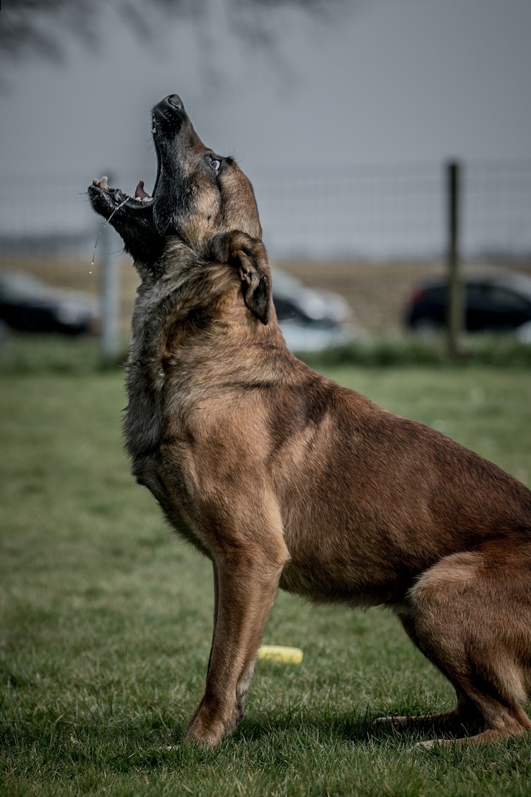 Politiehond in actie